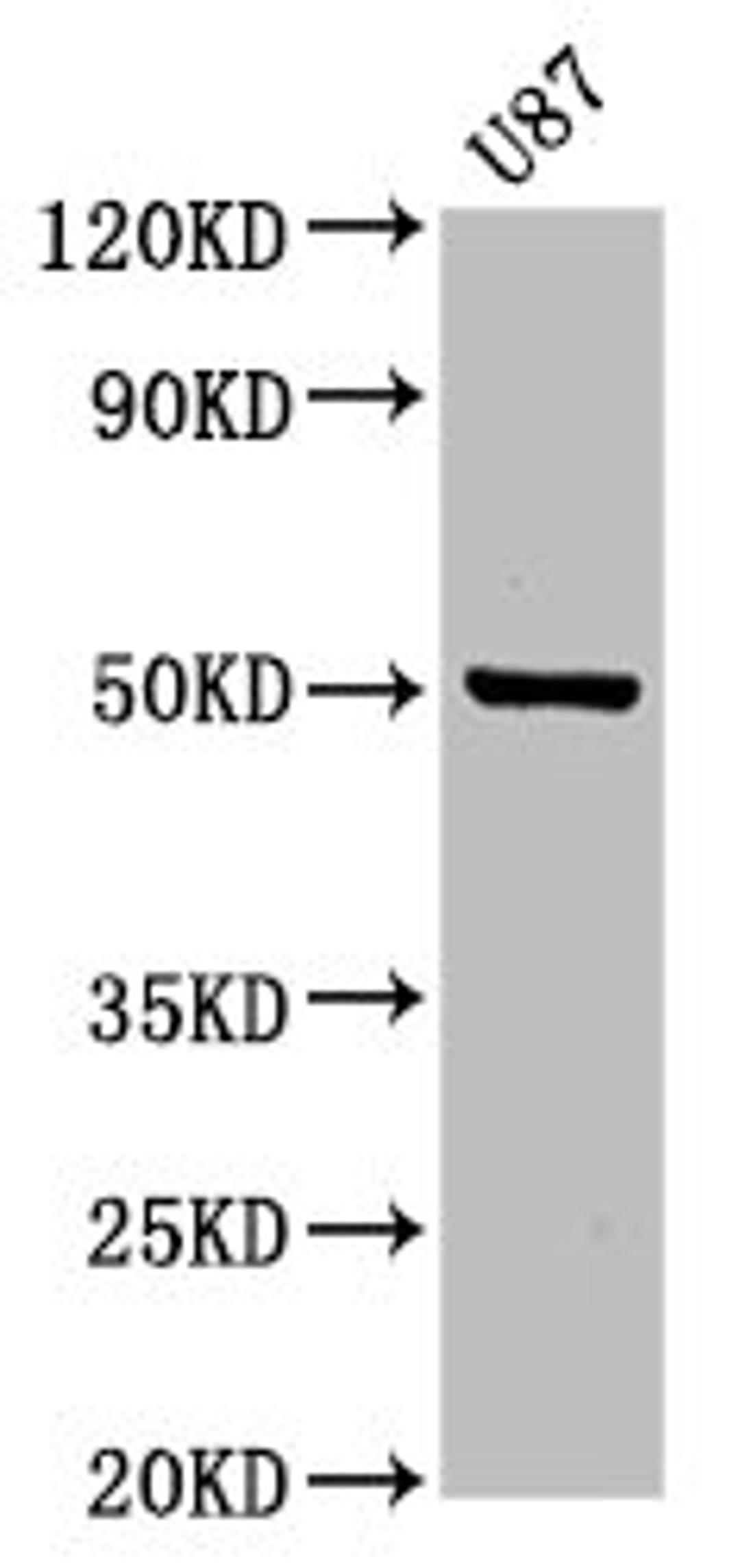 Western Blot. Positive WB detected in: U87 whole cell lysate. All lanes: POFUT2 antibody at 3.2µg/ml. Secondary. Goat polyclonal to rabbit IgG at 1/50000 dilution. Predicted band size: 50, 49, 45 kDa. Observed band size: 50 kDa