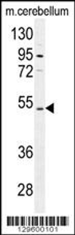 Western blot analysis in mouse cerebellum tissue lysates (35ug/lane).