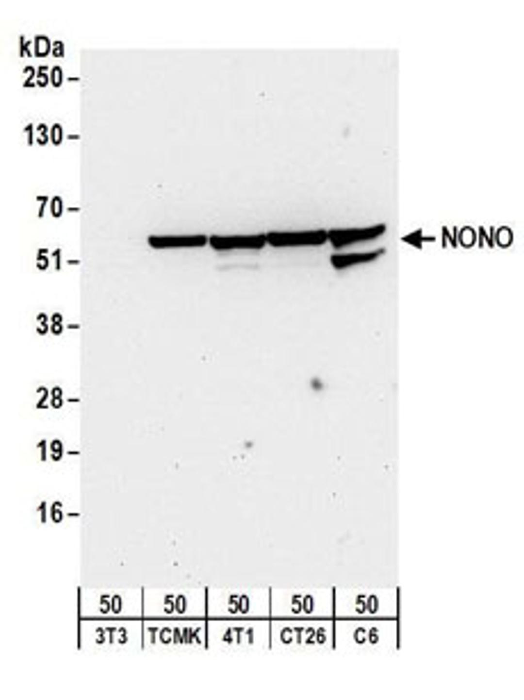 Detection of mouse and rat NONO by western blot.