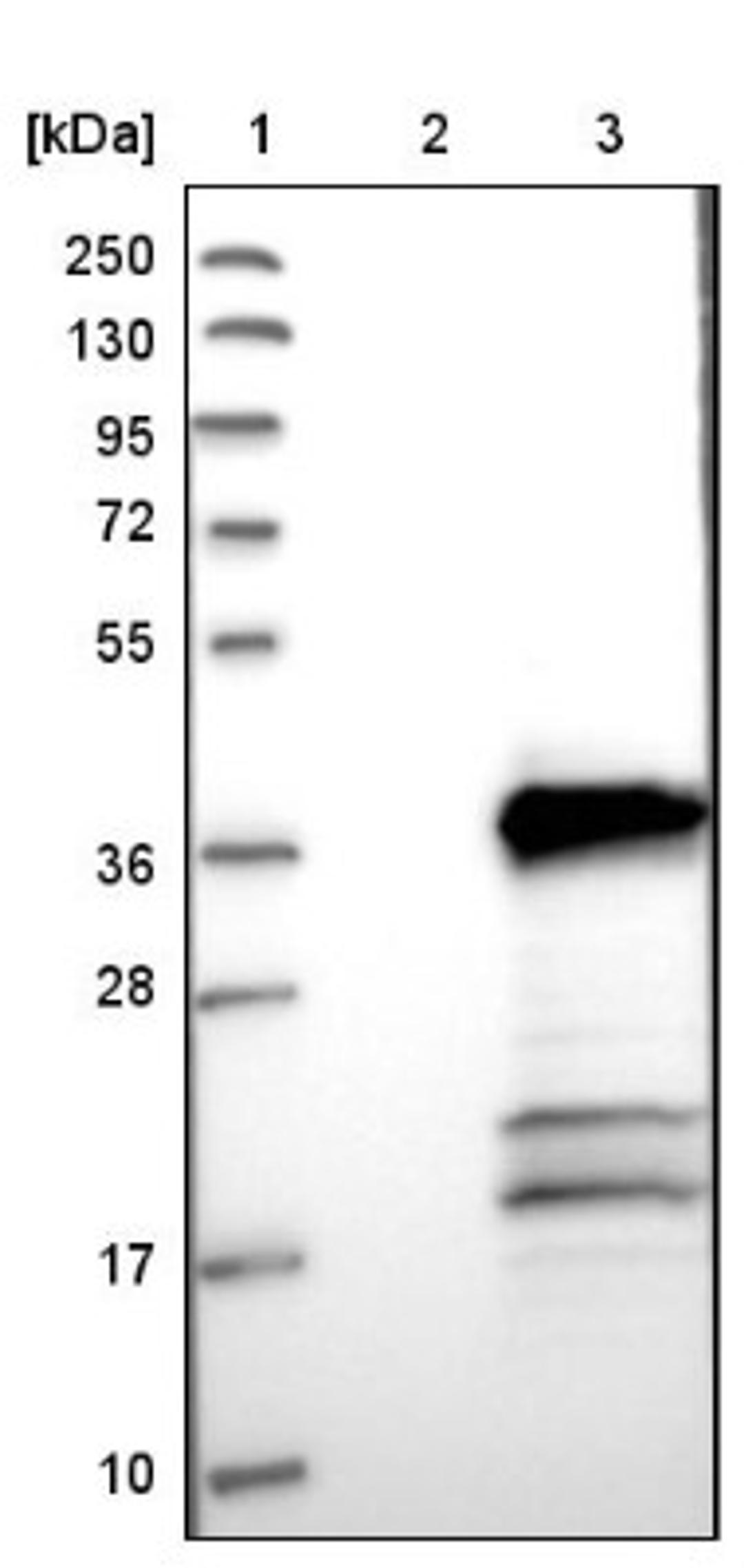 Western Blot: TMEM53 Antibody [NBP1-82124] - Lane 1: Marker [kDa] 250, 130, 95, 72, 55, 36, 28, 17, 10<br/>Lane 2: Negative control (vector only transfected HEK293T lysate)<br/>Lane 3: Over-expression lysate (Co-expressed with a C-terminal myc-DDK tag (~3.1 kDa) in mammalian HEK293T cells, LY411222)