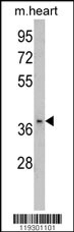 Western blot analysis of FBP2 Antibody in mouse heart tissue lysates (35ug/lane)