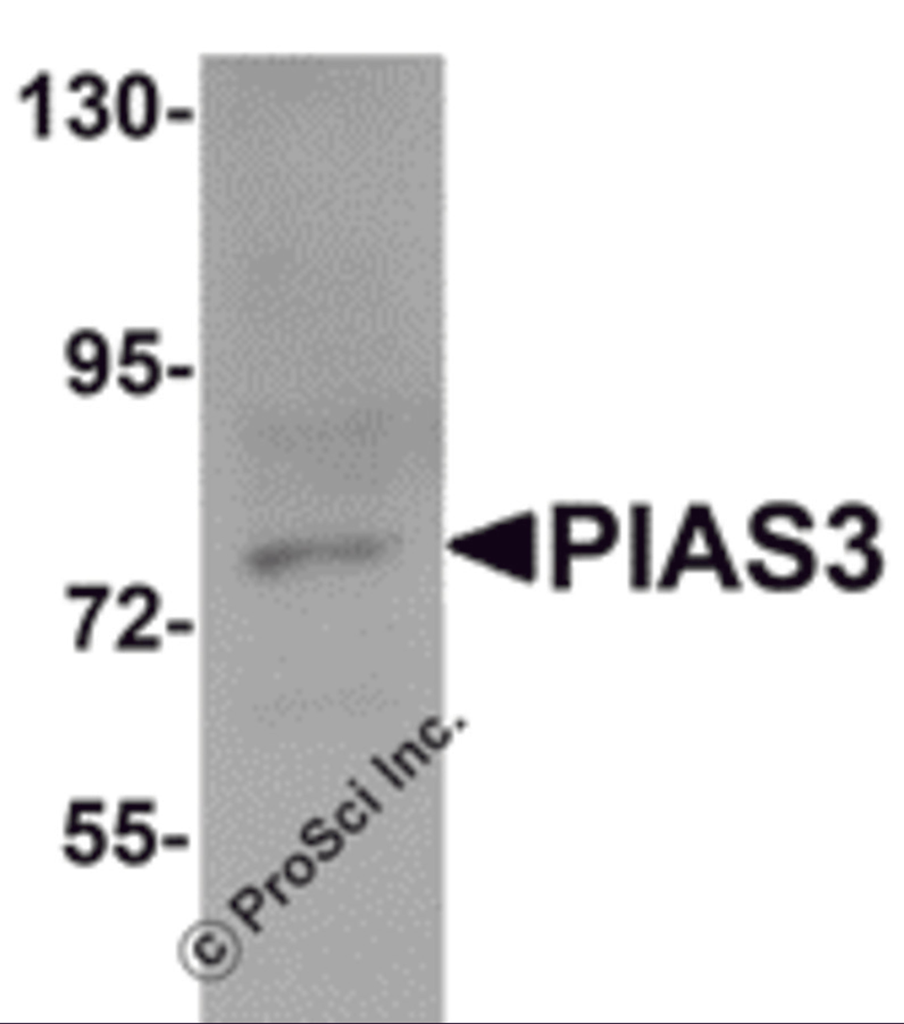 Western blot analysis of PIAS3 in K562 cell lysate with PIAS3 antibody at 1 μg/mL.