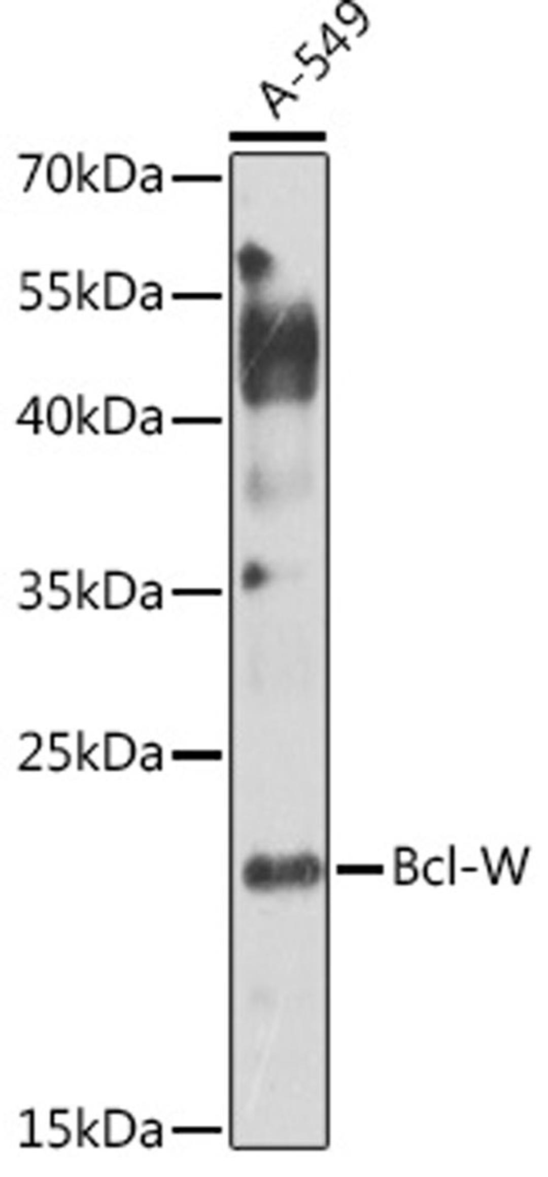 Western blot - Bcl-W Antibody (A1158)