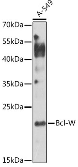 Western blot - Bcl-W Antibody (A1158)