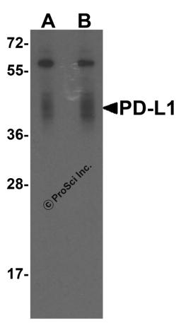 Western blot analysis of PD-L1 in overexpressing HEK293 cells PD-L1 antibody at 0.25 and 0.5 &#956;g/ml