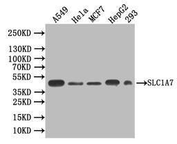 Western blot. All lanes: SLC1A7antibody IgG at 1.55ug/ml + Rat heart tissue. Secondary. Goat polyclonal to rabbit IgG at 1/10000 dilution. Predicted band size: 61, 18 kDa. Observed band size: 61 kDa.