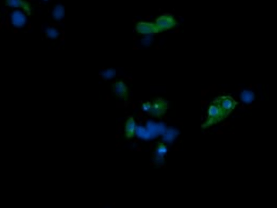 Immunofluorescence analysis of COS7 cells using CD1C antibody