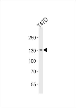 Western blot analysis of lysate from T47D cell line, using ATAD2 Antibody at 1:1000 at each lane.