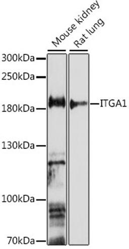 Western blot - ITGA1 antibody (A16054)