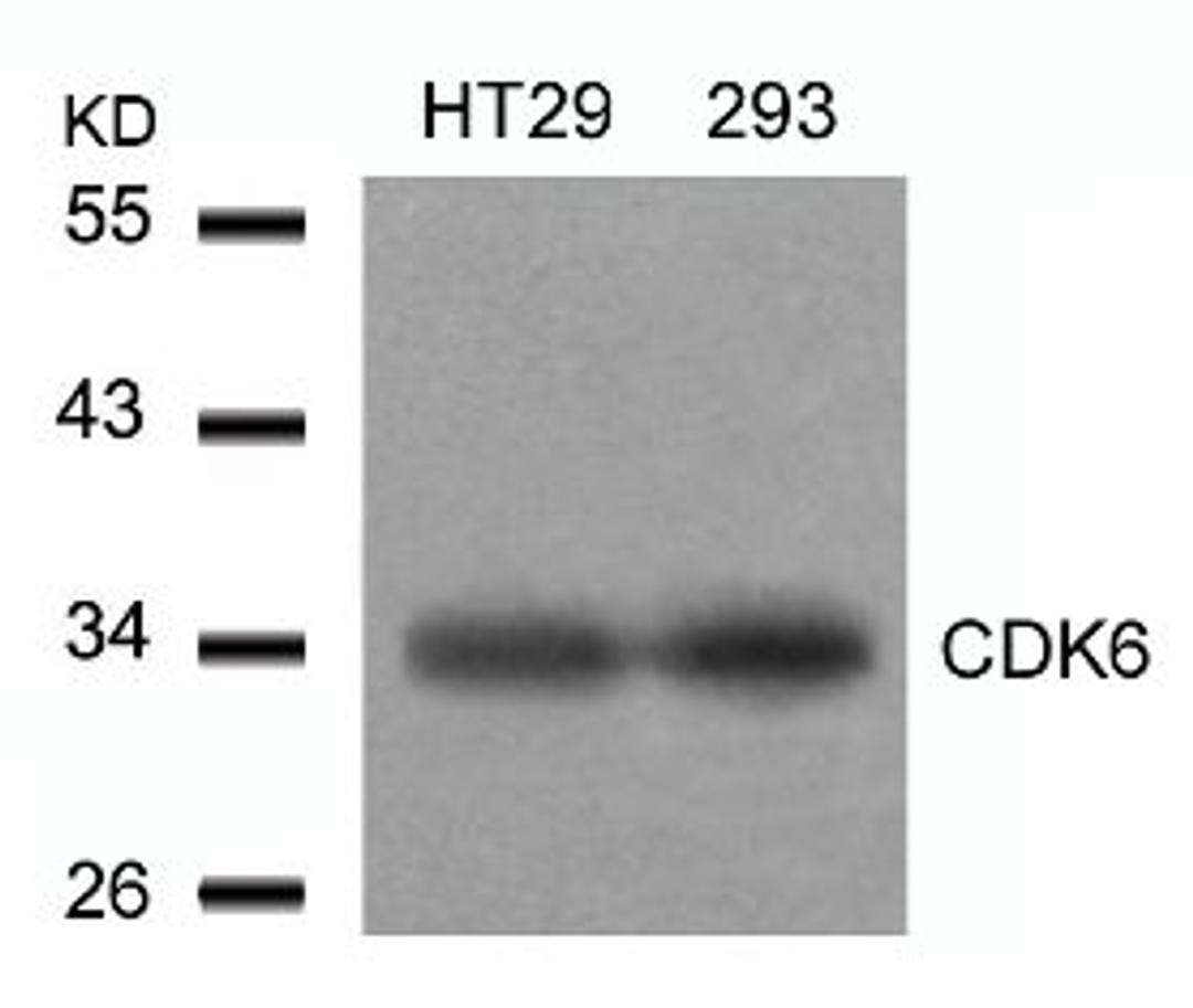 Western blot analysis of lysed extracts from HT29 and293 cells using CDK6 (Ab-24).