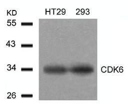 Western blot analysis of lysed extracts from HT29 and293 cells using CDK6 (Ab-24).