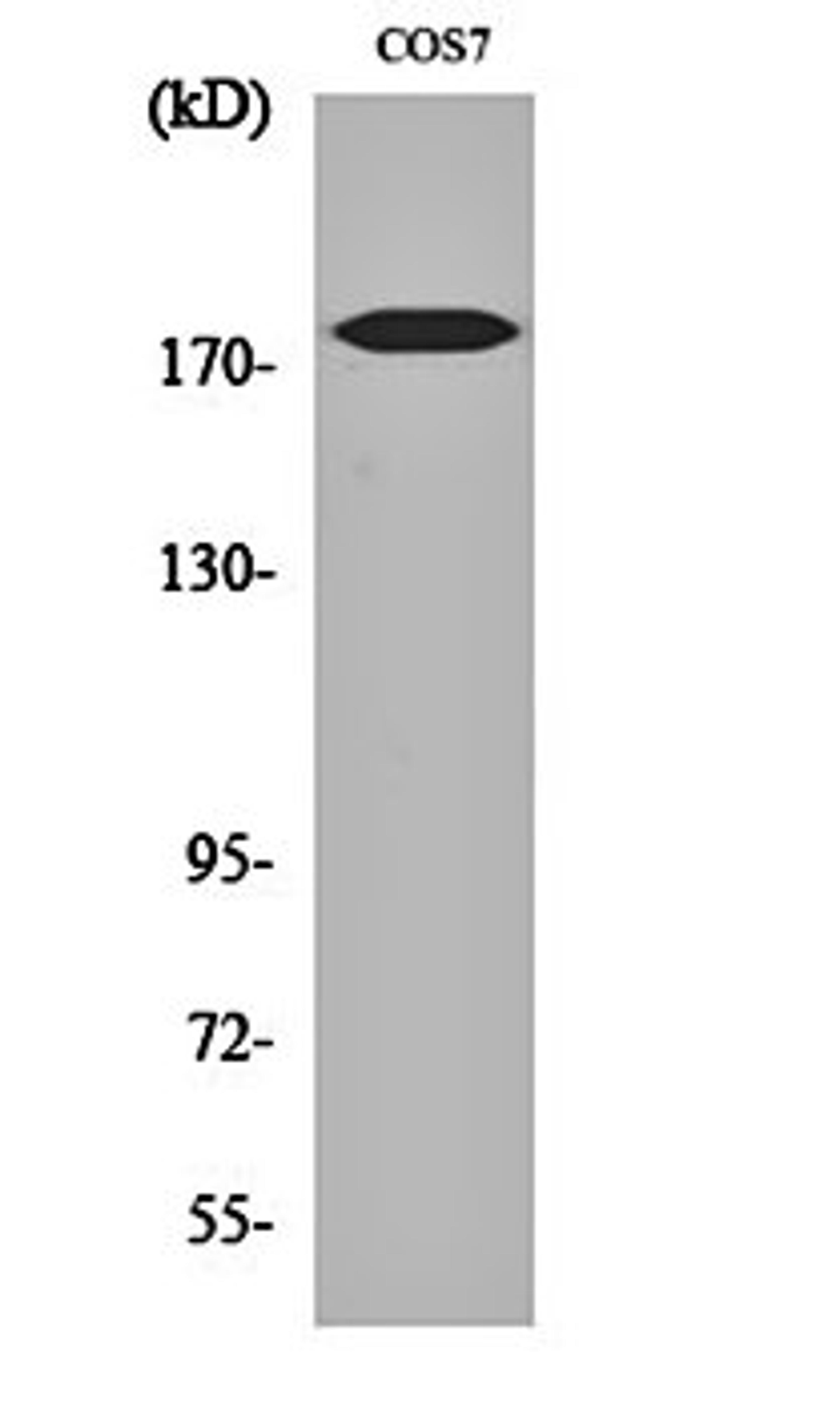 Western blot analysis of COS7 cell lysates using Neu (phospho-Y1221/Y1222) antibody