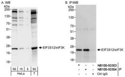 Western Blot: eIF3K Antibody [NB100-93304] - Detection of Human eIF3K/EIF3S12 on HeLa whole cell lysate using NB100-93304. eIF3K/EIF3S12 was also immunoprecipitated by rabbit anti-eIF3K/EIF3S12 antibody NB100-93303.