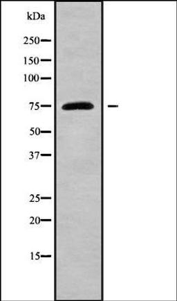 Western blot analysis of HeLa whole cell lysates using GPSM1 antibody