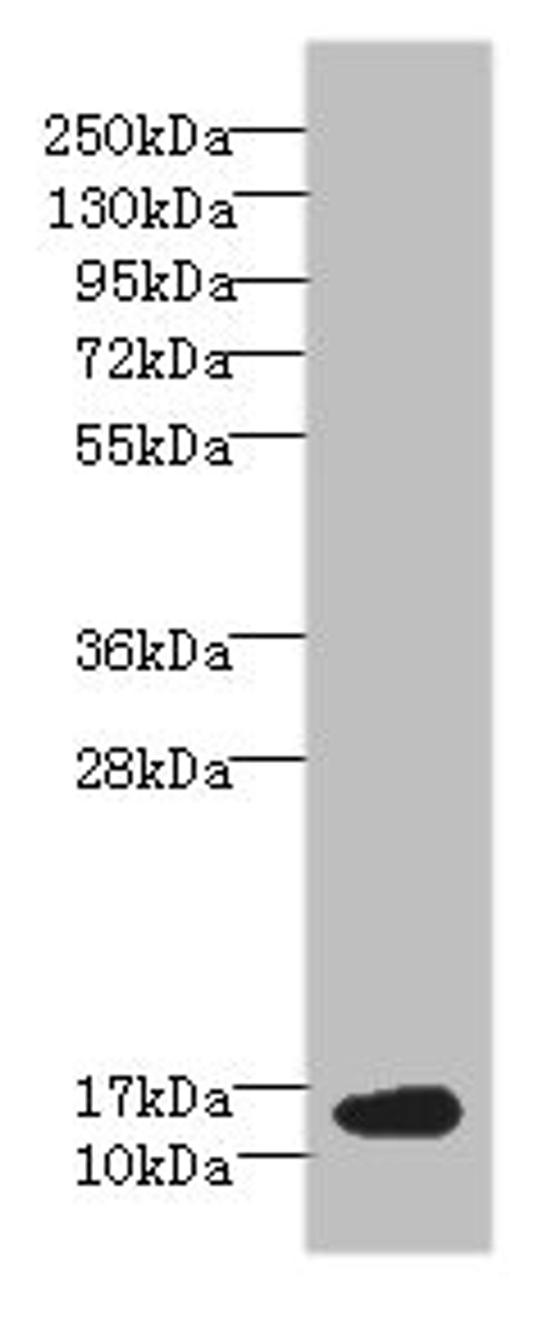Western blot. All lanes: BATF antibody at 6µg/ml + NIH/3T3 whole cell lysate. Secondary. Goat polyclonal to rabbit IgG at 1/10000 dilution. Predicted band size: 15 kDa. Observed band size: 15 kDa