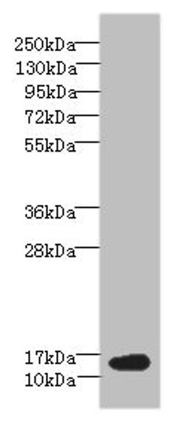 Western blot. All lanes: BATF antibody at 6µg/ml + NIH/3T3 whole cell lysate. Secondary. Goat polyclonal to rabbit IgG at 1/10000 dilution. Predicted band size: 15 kDa. Observed band size: 15 kDa