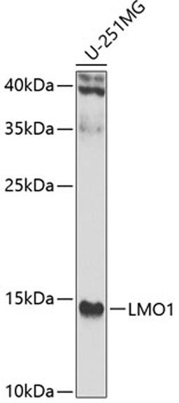 Western blot - LMO1 antibody (A7561)