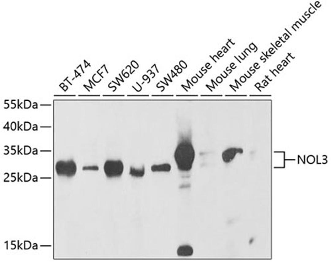 Western blot - NOL3 antibody (A6319)