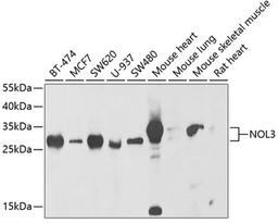 Western blot - NOL3 antibody (A6319)