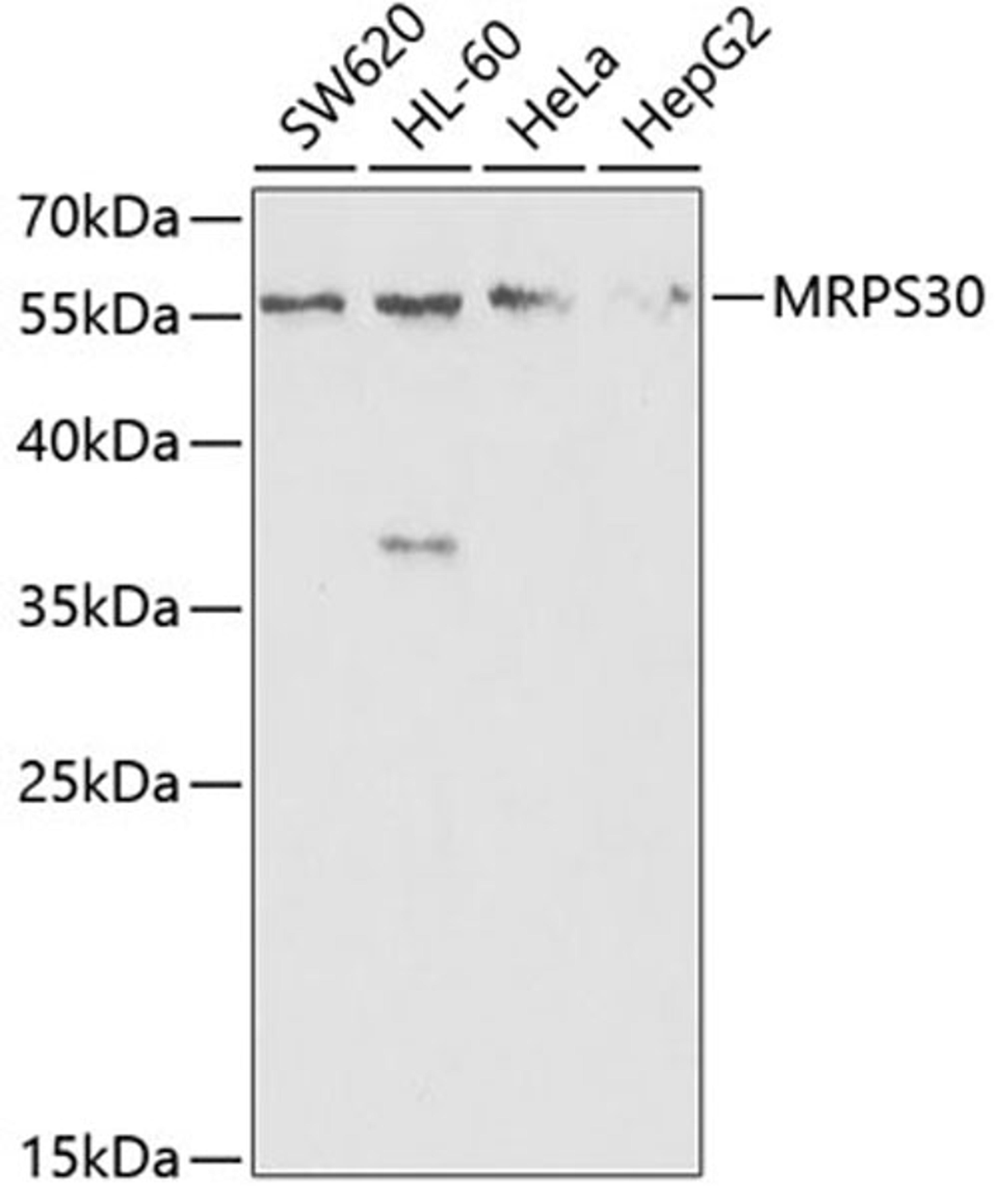 Western blot - MRPS30 antibody (A5841)