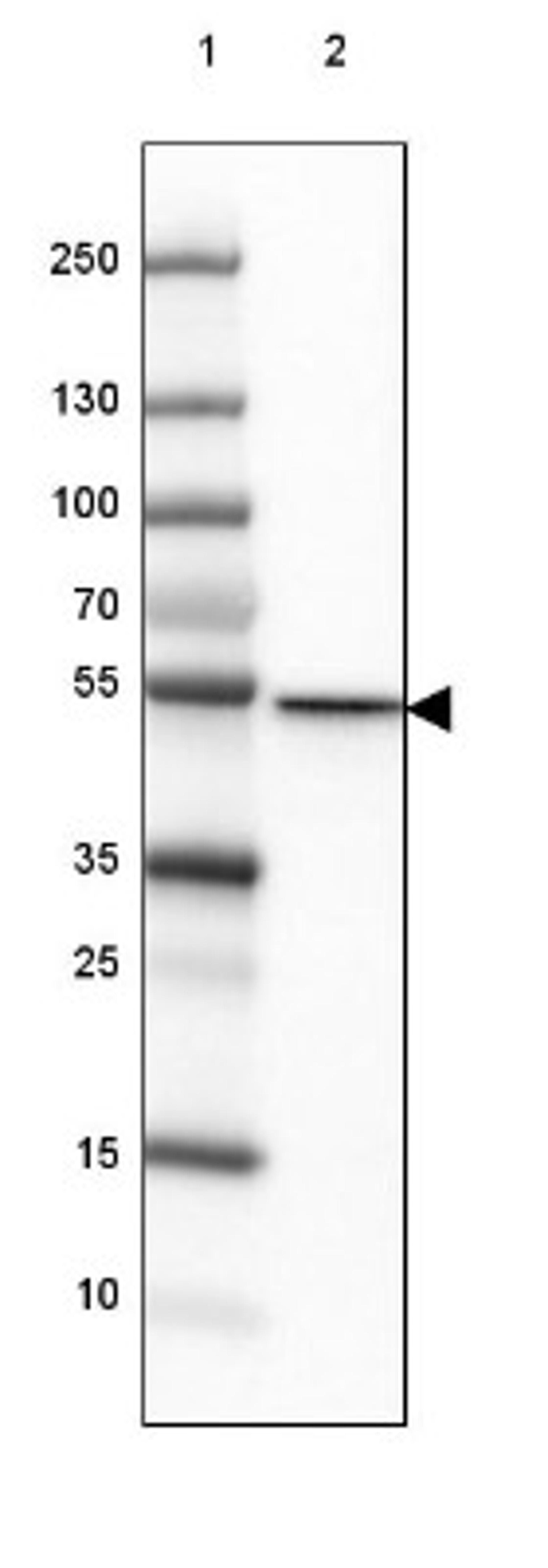 Western Blot: CD2BP2 Antibody [NBP2-47516] - Lane 1: Marker [kDa] 250, 130, 100, 70, 55, 35, 25, 15, 10.  Lane 2: Human cell line MCF-7