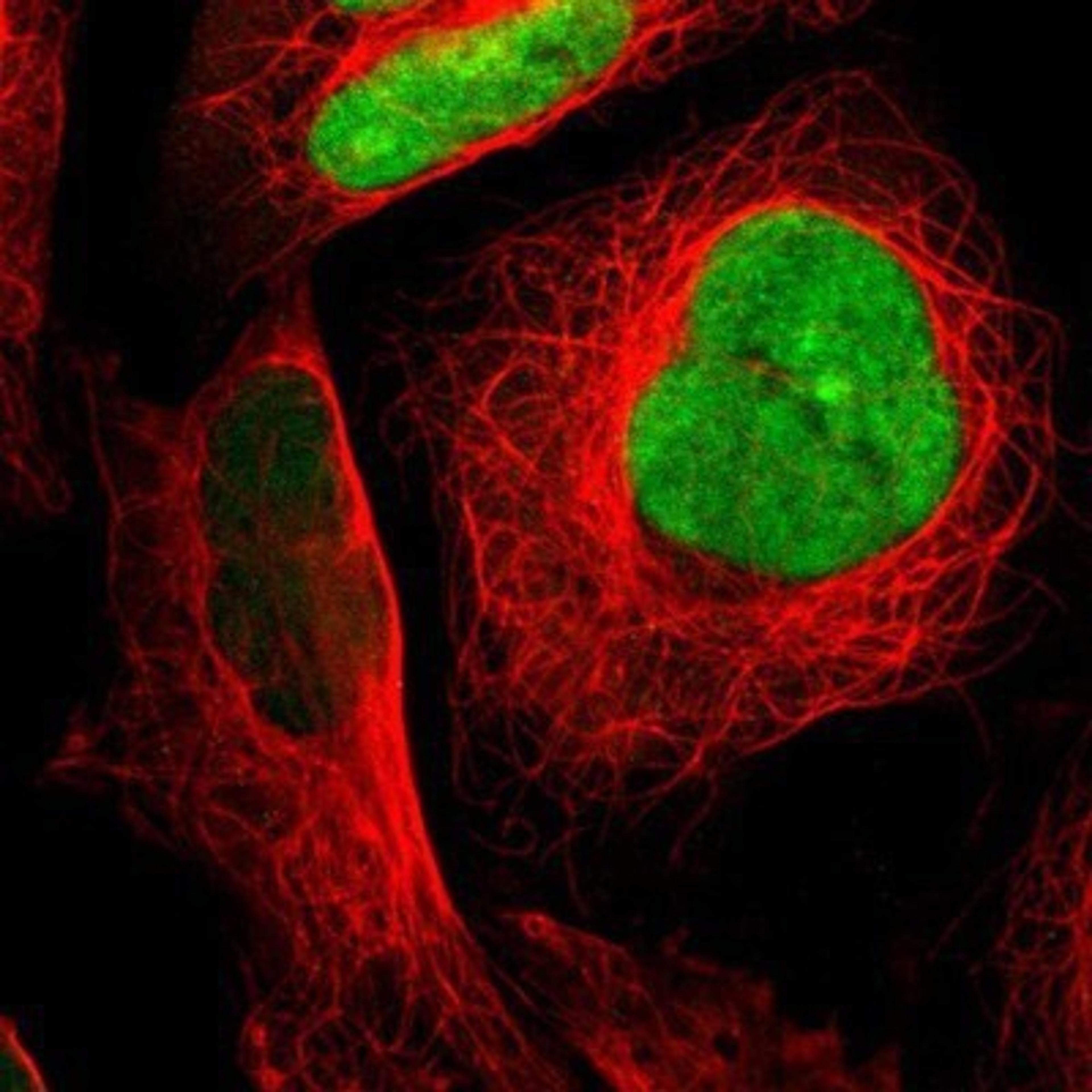 Immunocytochemistry/Immunofluorescence: ILF2 Antibody [NBP1-82586] - Staining of human cell line U-2 OS shows positivity in nucleus but not nucleoli.