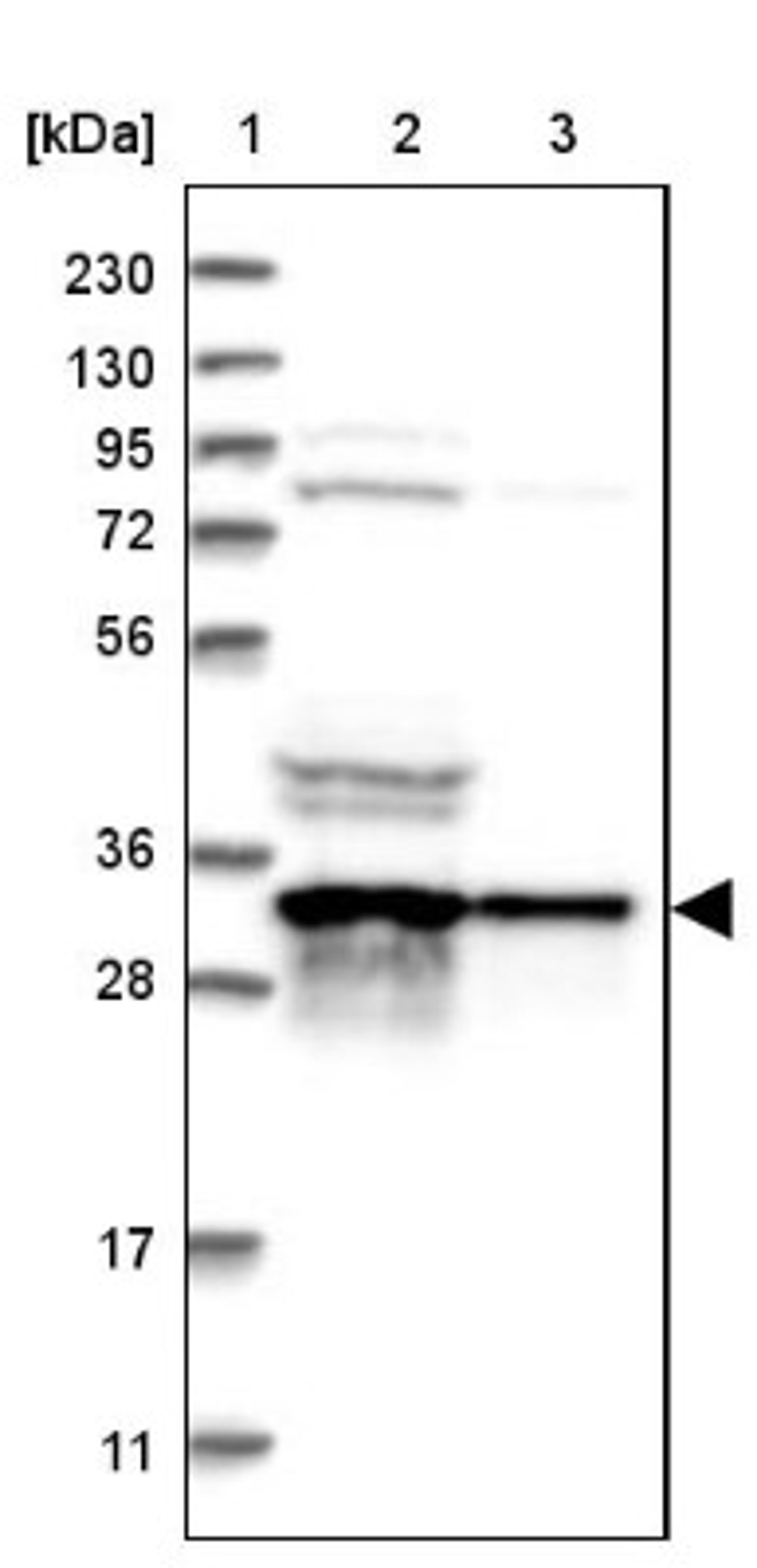 Western Blot: ATP6V1D Antibody [NBP1-88895] - Lane 1: Marker [kDa] 230, 130, 95, 72, 56, 36, 28, 17, 11<br/>Lane 2: Human cell line RT-4<br/>Lane 3: Human cell line U-251MG sp