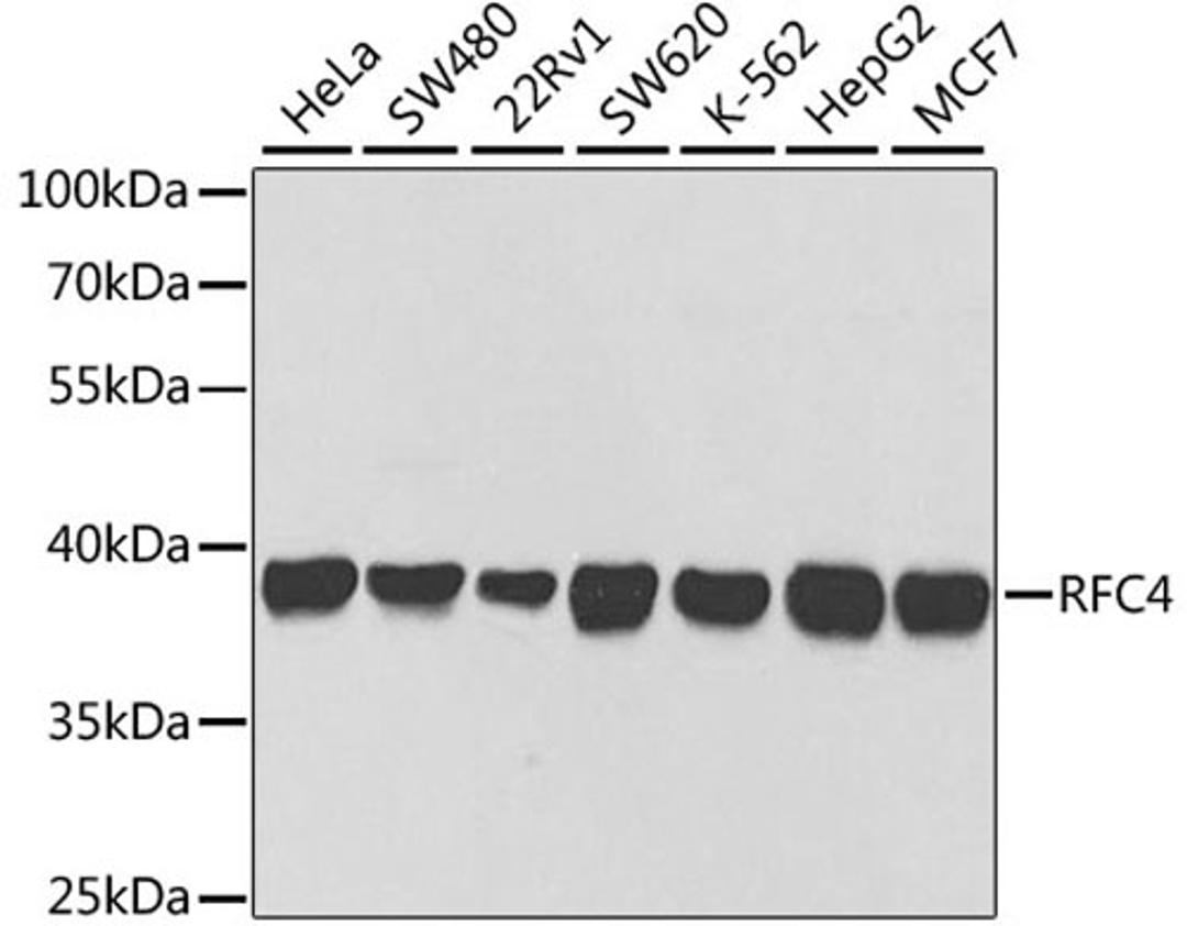 Western blot - RFC4 antibody (A5485)