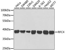 Western blot - RFC4 antibody (A5485)