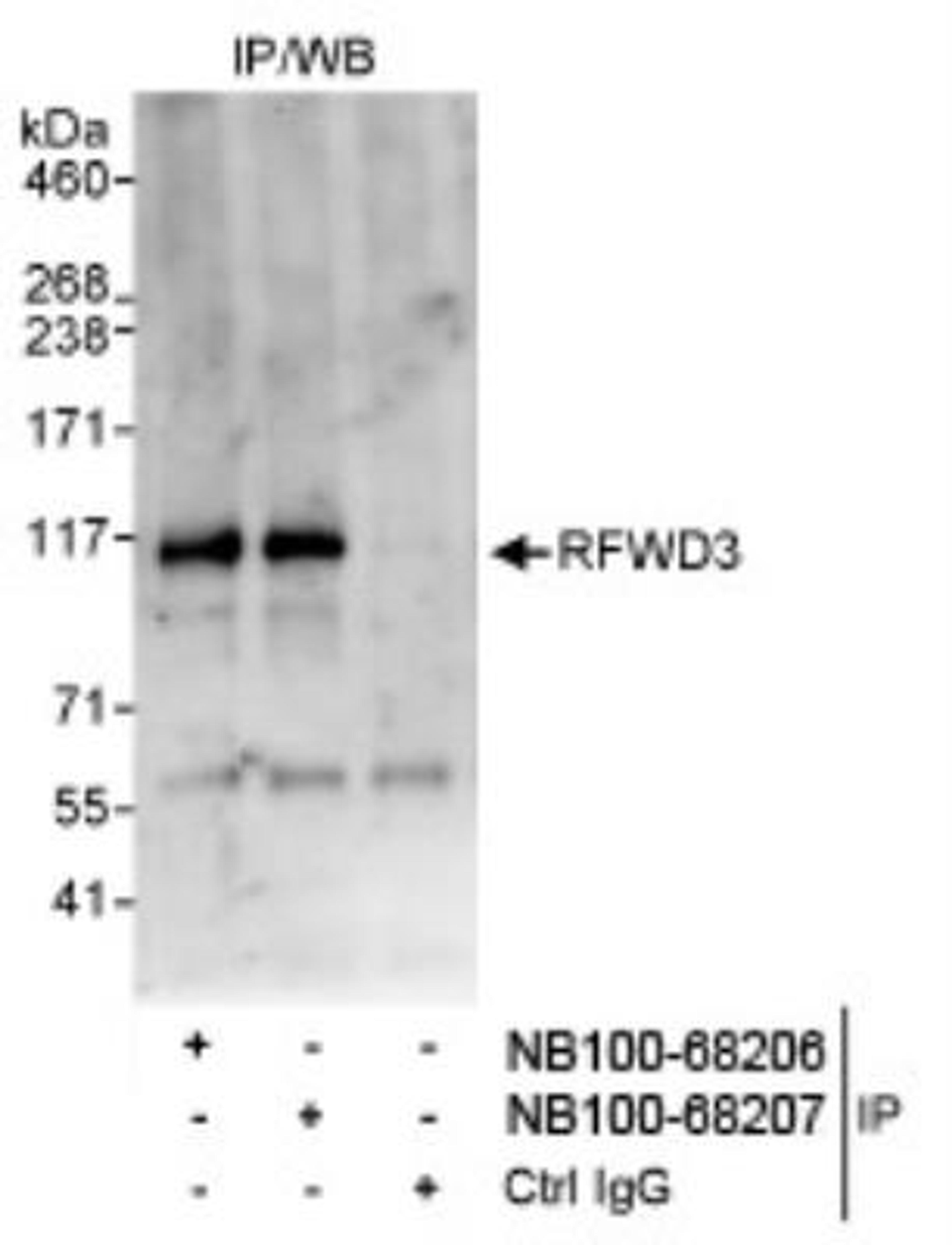 Western Blot: RFWD3 Antibody [NB100-68206] - Detection of Human RFWD3 by Western Blot of  Immunoprecipitates. Samples: Whole cell lysate (1 mg for IP,  20% of IP loaded) from HeLa cells. Antibodies: Affinity purified  rabbit anti-RFWD3 antibody NB100-68206 used for IP at 3  mcg/mg lysate. RFWD3 was also immunoprecipitated by rabbit  anti-RFWD3 antibody NB100-68207, which recognizes a  downstream epitope. Detection: Chemiluminescence with an exposure time of 30  seconds.