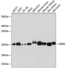 Western blot - GRB2 antibody (A19059)