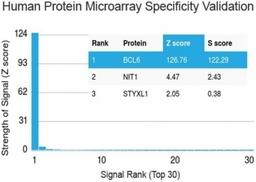 Analysis of HuProt(TM) microarray containing more than 19,000 full-length human proteins using Bcl6 antibody (clone BCL6/1527).  Z- and S- score: The Z-score represents the strength of a signal that an antibody (in combination with a fluorescently-tagged 