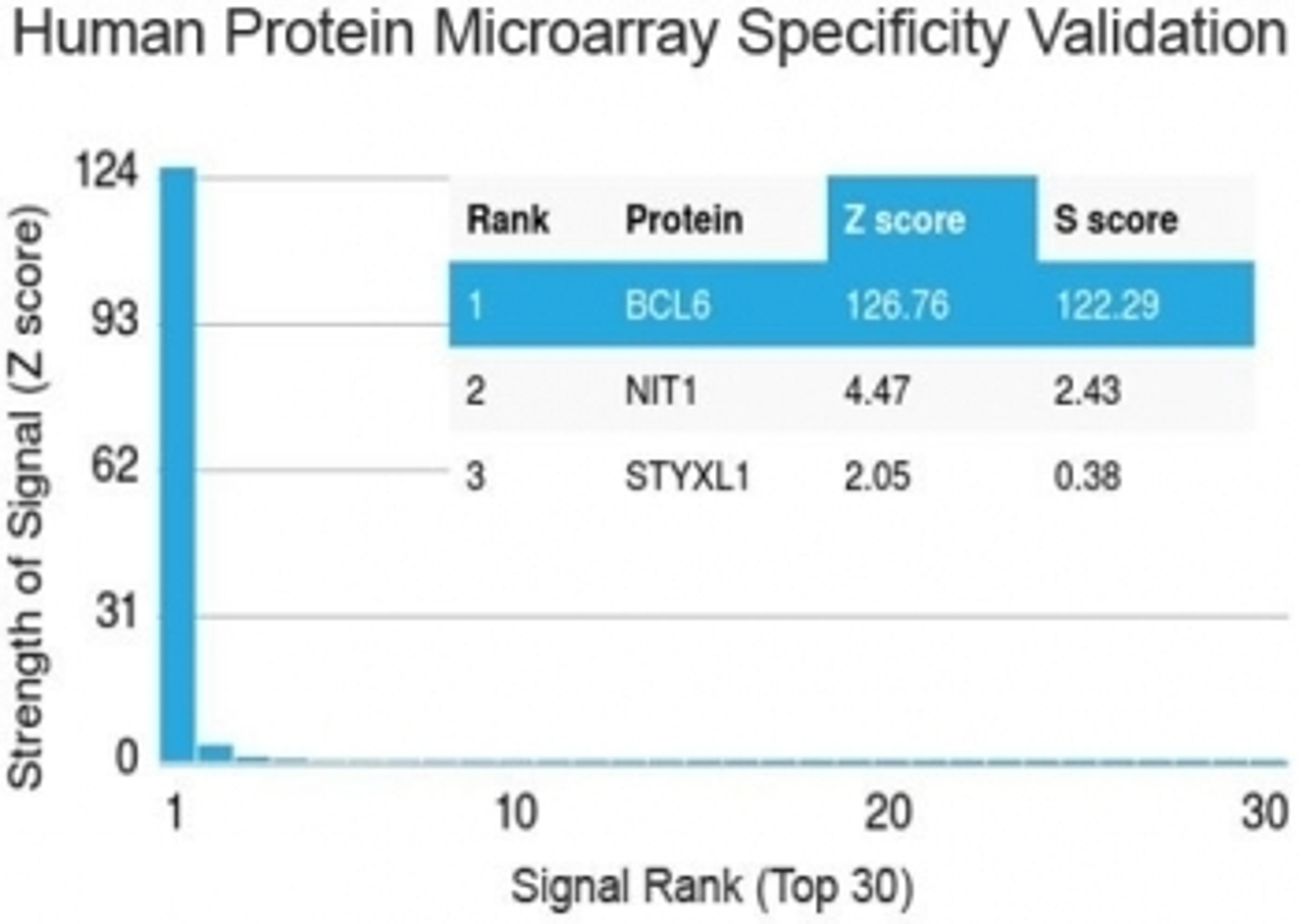 Analysis of HuProt(TM) microarray containing more than 19,000 full-length human proteins using Bcl6 antibody (clone BCL6/1527).  Z- and S- score: The Z-score represents the strength of a signal that an antibody (in combination with a fluorescently-tagged 