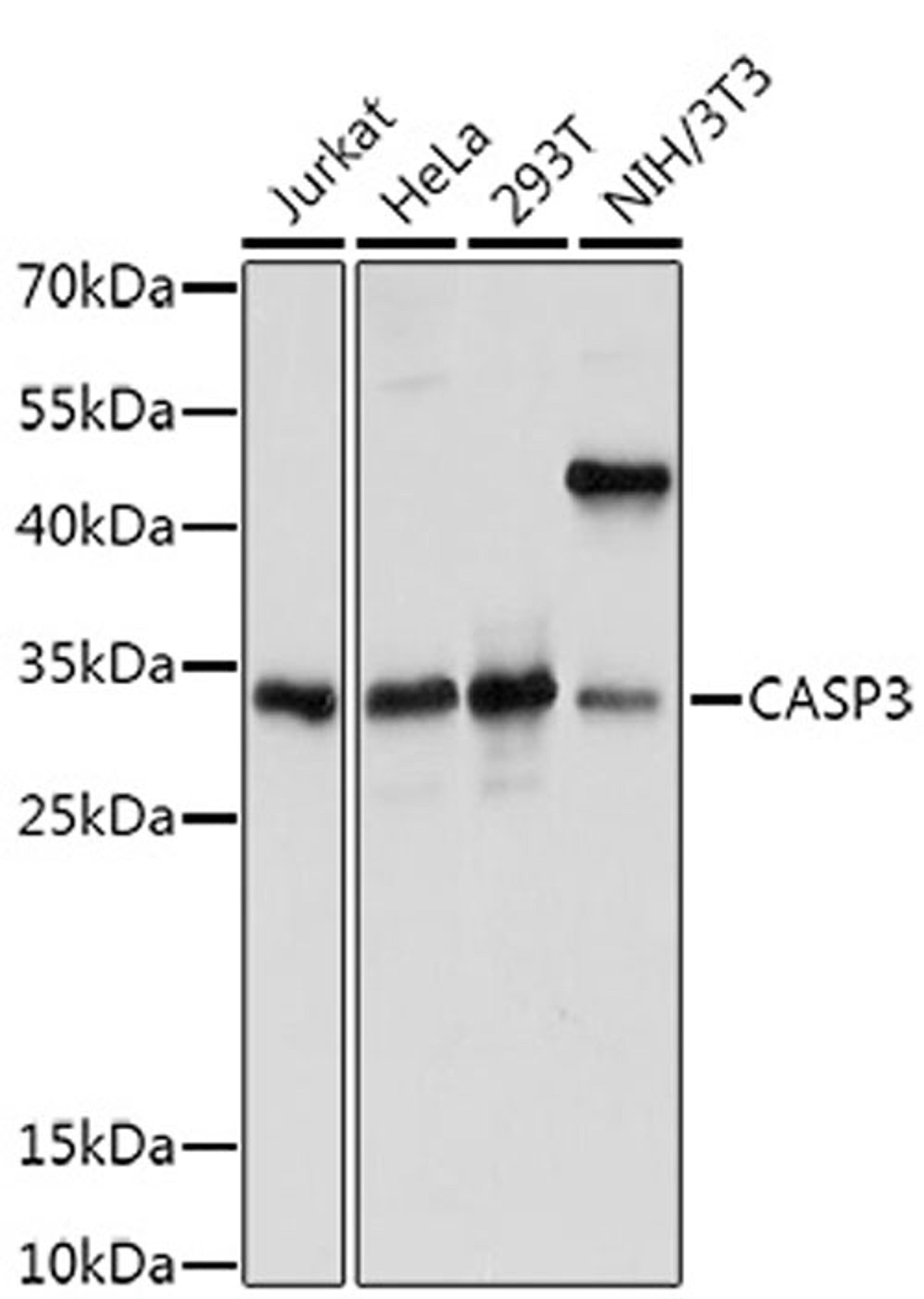 Western blot - Caspase-3 antibody (A16793)