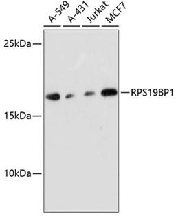 Western blot - RPS19BP1 antibody (A13231)