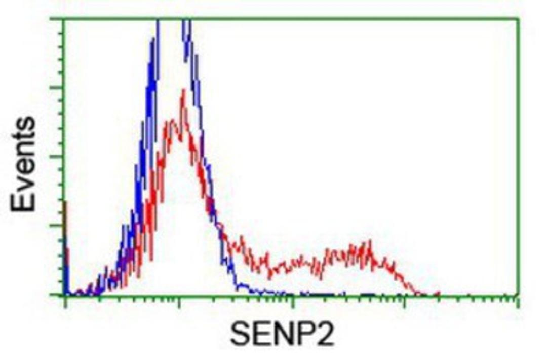 Flow Cytometry: SENP2 Antibody (3D3) [NBP2-03852] - HEK293T cells transfected with either overexpression plasmid (Red) or empty vector control plasmid (Blue) were immunostained by anti-SENP2 antibody, and then analyzed by flow cytometry.