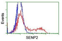 Flow Cytometry: SENP2 Antibody (3D3) [NBP2-03852] - HEK293T cells transfected with either overexpression plasmid (Red) or empty vector control plasmid (Blue) were immunostained by anti-SENP2 antibody, and then analyzed by flow cytometry.