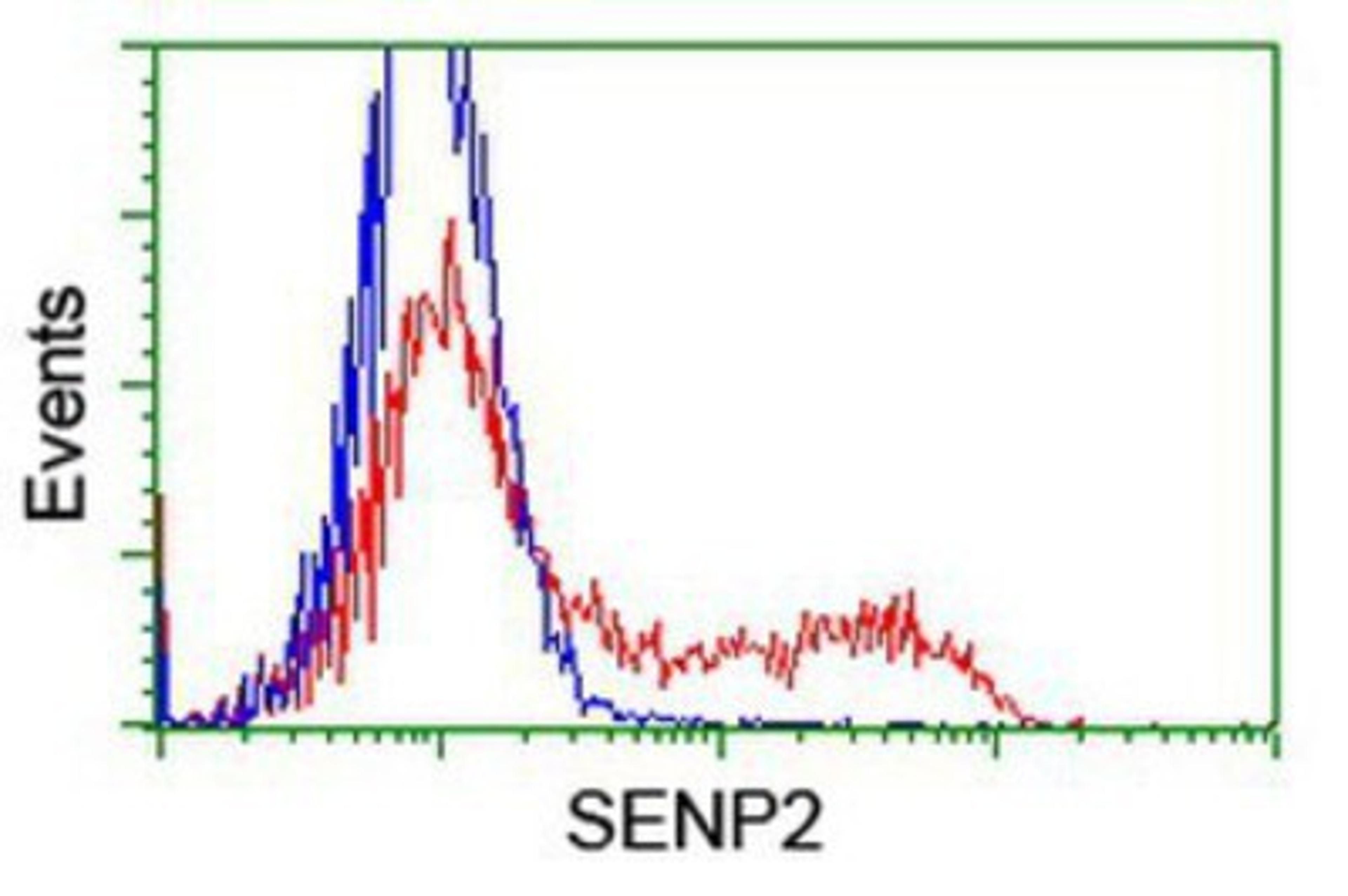 Flow Cytometry: SENP2 Antibody (3D3) [NBP2-03852] - HEK293T cells transfected with either overexpression plasmid (Red) or empty vector control plasmid (Blue) were immunostained by anti-SENP2 antibody, and then analyzed by flow cytometry.