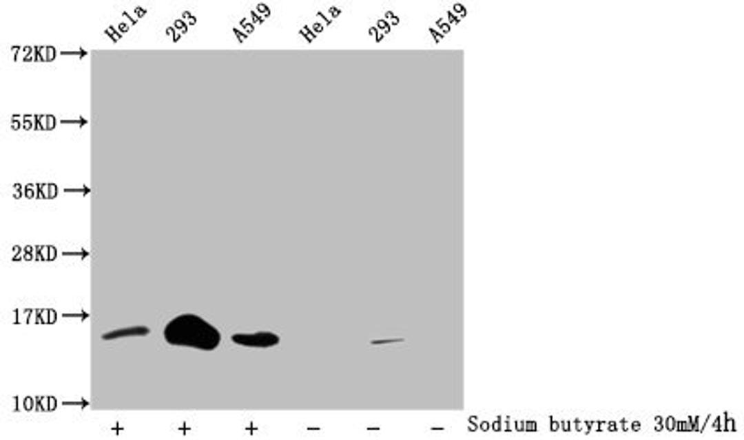Western Blot. Detected samples: Hela whole cell lysate, 293 whole cell lysate, A549 whole cell lysate; Untreated (-) or treated (+) with 30mM sodium butyrate for 4h. All lanes: HIST1H2BC antibody at 1:100. Secondary. Goat polyclonal to rabbit IgG at 1/50000 dilution. Predicted band size: 14 kDa. Observed band size: 14 kDa