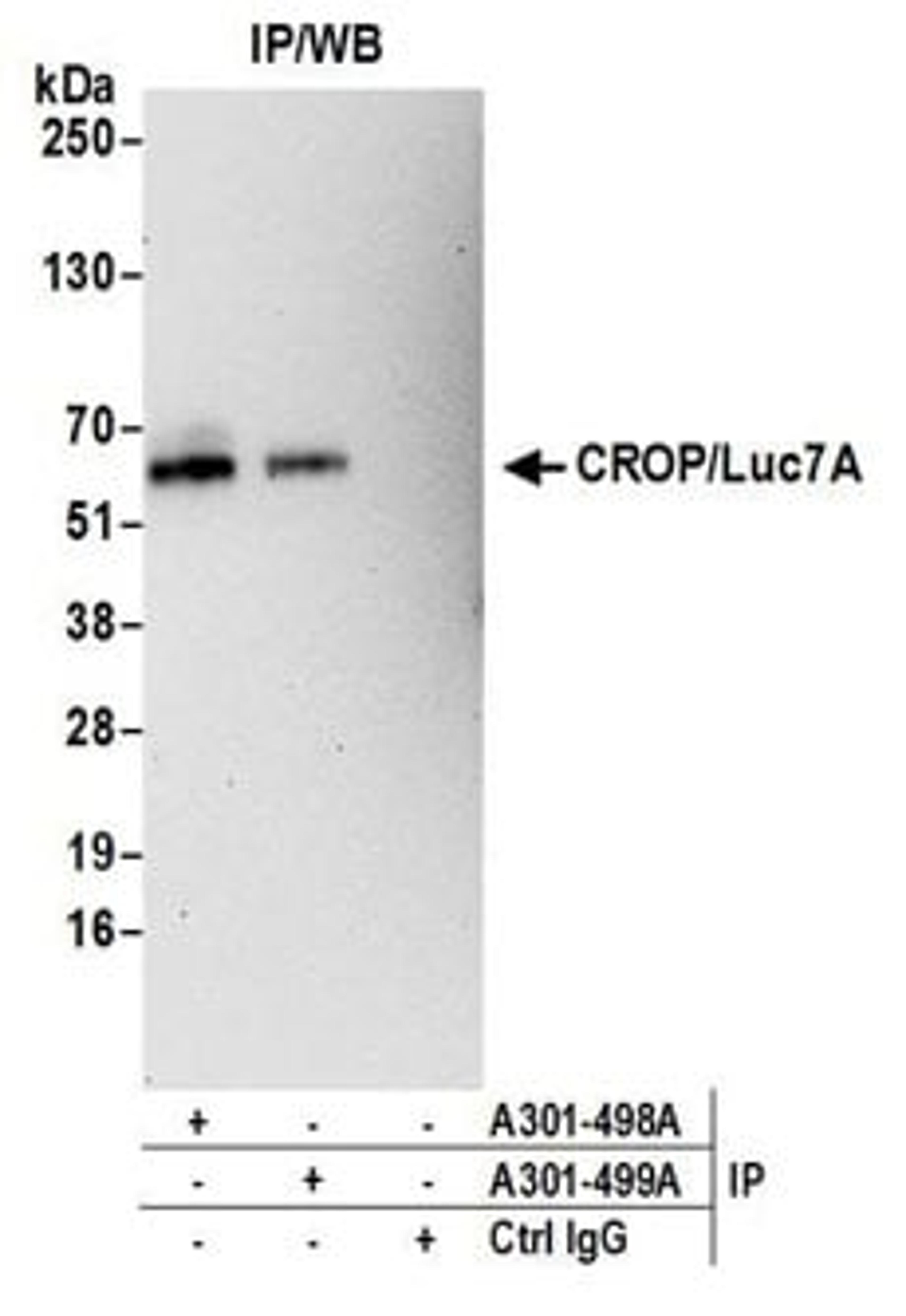 Detection of human CROP/Luc7A by western blot of immunoprecipitates.