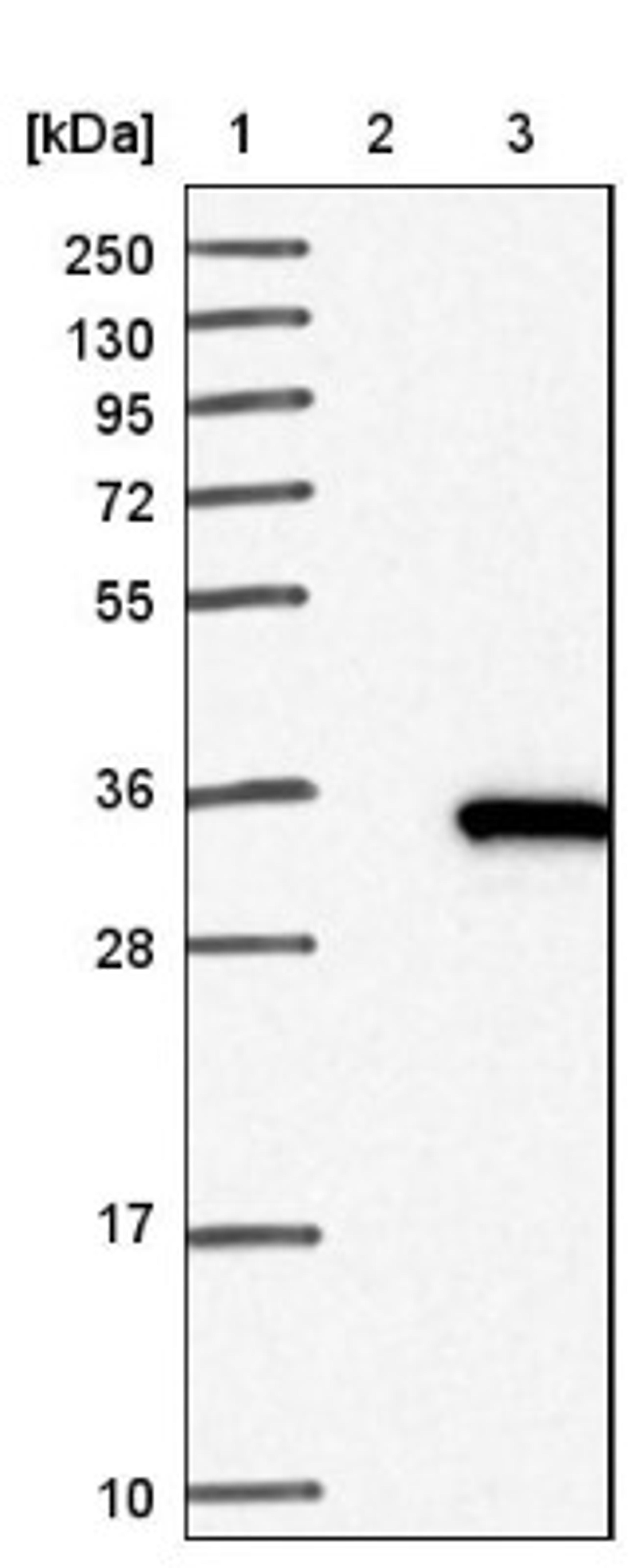 Western Blot: HSD17B14 Antibody [NBP1-85220] - Lane 1: Marker [kDa] 250, 130, 95, 72, 55, 36, 28, 17, 10<br/>Lane 2: Negative control (vector only transfected HEK293T lysate)<br/>Lane 3: Over-expression lysate (Co-expressed with a C-terminal myc-DDK tag (~3.1 kDa) in mammalian HEK293T cells, LY414089)