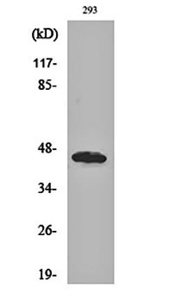 Western blot analysis of 293 cell lysates using GBDR1 antibody