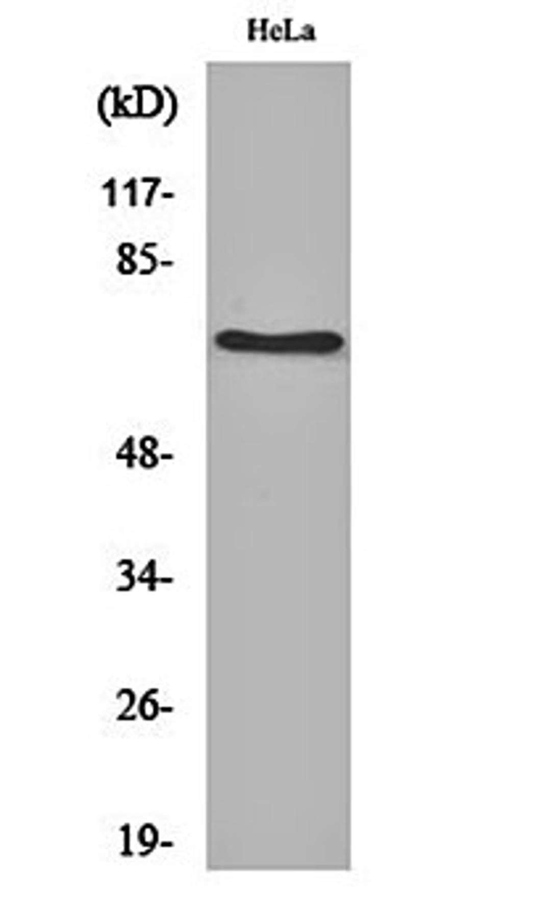 Western blot analysis of Hela cell lysates using HSC 70 antibody