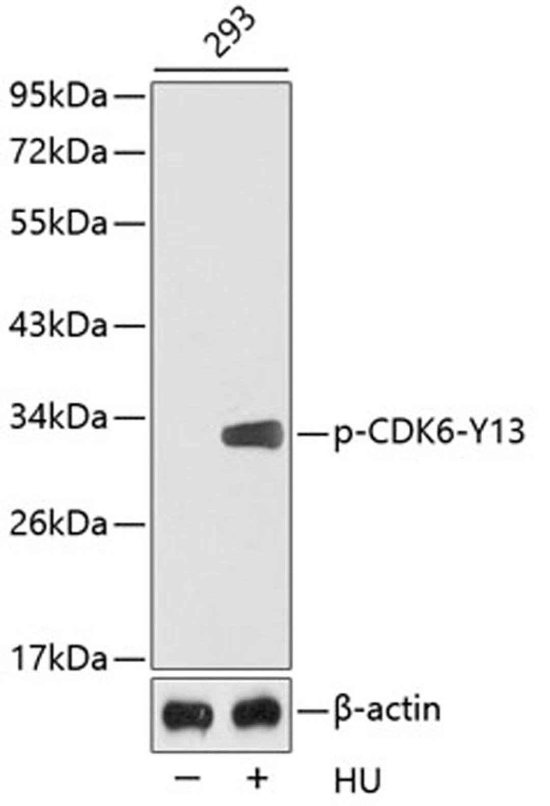 Western blot - Phospho-CDK6-Y13 antibody (AP0326)