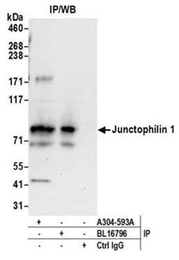 Detection of human Junctophilin 1 by western blot of immunoprecipitates.