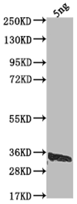 Western Blot. Positive WB detected in Recombinant protein. All lanes: US12 antibody at 1:2000. Secondary. Goat polyclonal to rabbit IgG at 1/50000 dilution. Predicted band size: 28 kDa. Observed band size: 34 kDa. 