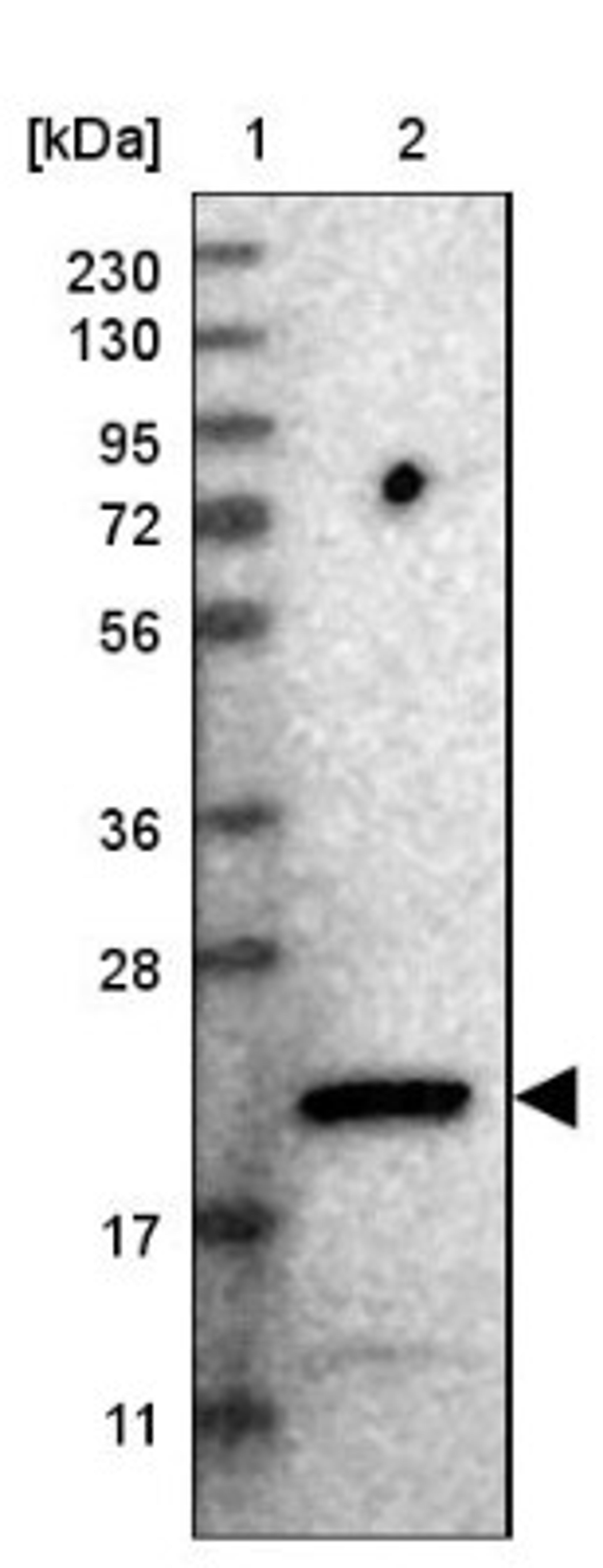 Western Blot: CCDC25 Antibody [NBP1-83821] - Lane 1: Marker [kDa] 230, 130, 95, 72, 56, 36, 28, 17, 11<br/>Lane 2: Human cell line RT-4