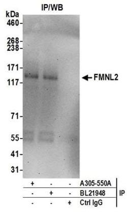 Detection of human FMNL2 by western blot of immunoprecipitates.