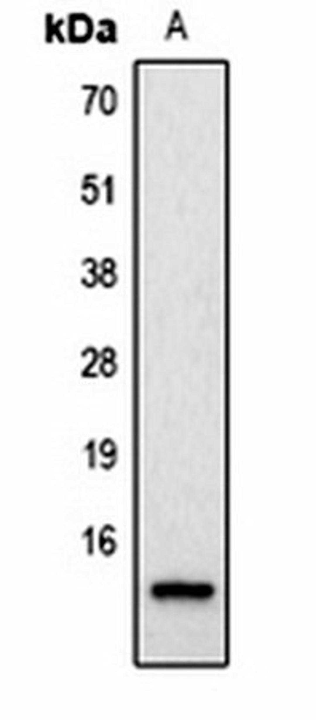 Western blot analysis of  Hela (Lane1) whole cell lysates using Histone H2A.Z (AcK4) antibody