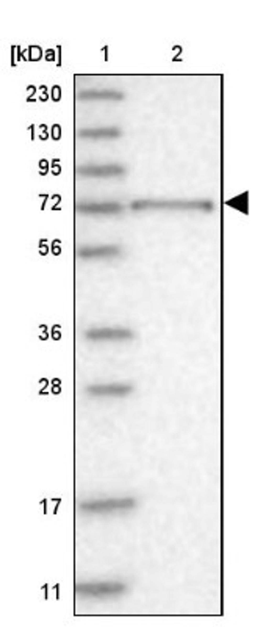 Western Blot: RUNDC1 Antibody [NBP1-84103] - Lane 1: Marker [kDa] 230, 130, 95, 72, 56, 36, 28, 17, 11<br/>Lane 2: Human cell line RT-4